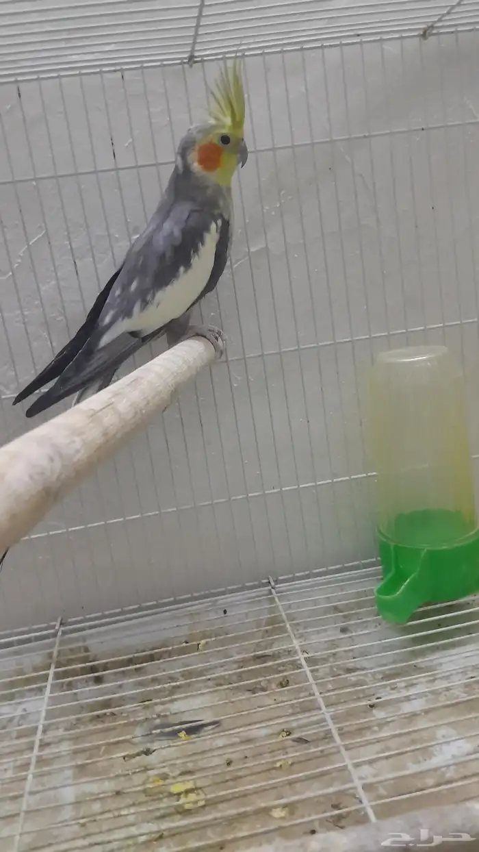 ذكر كروان منتج 2