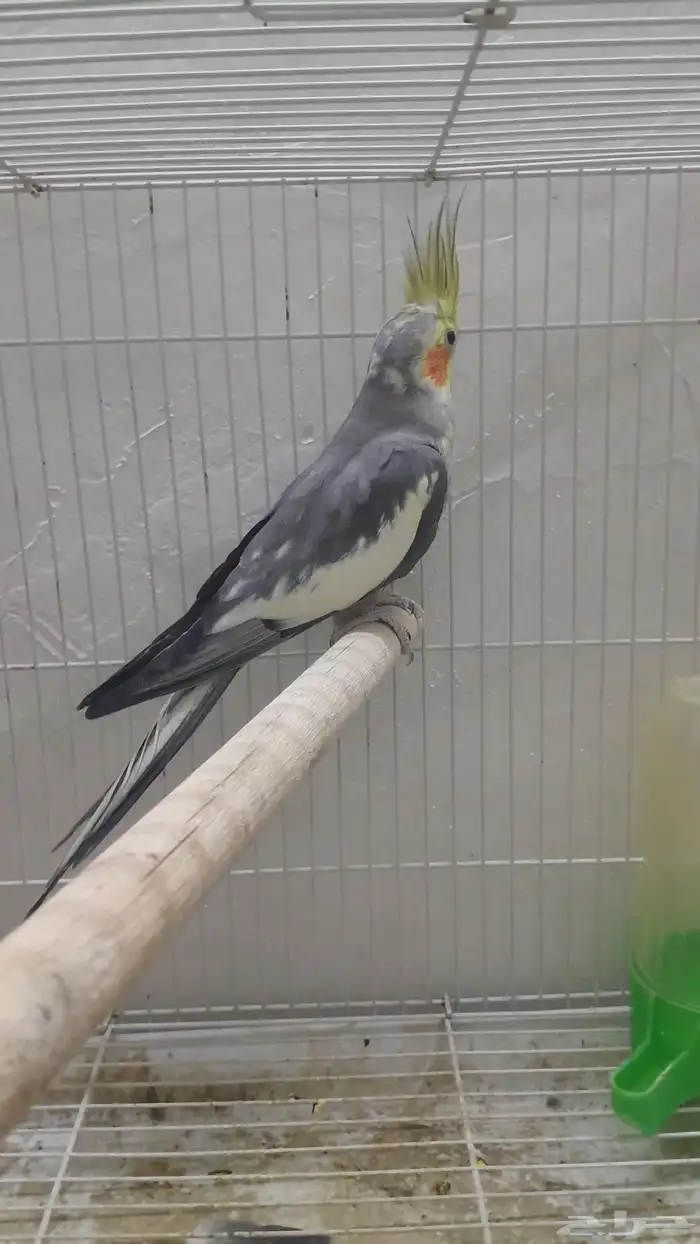 ذكر كروان منتج 0