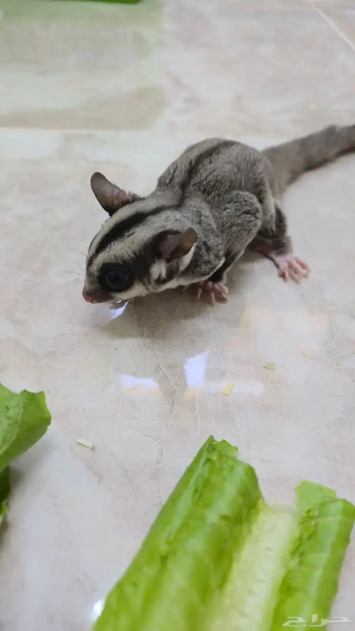 سنجاب شوقر قلايدر نورمل وايت فيس 3