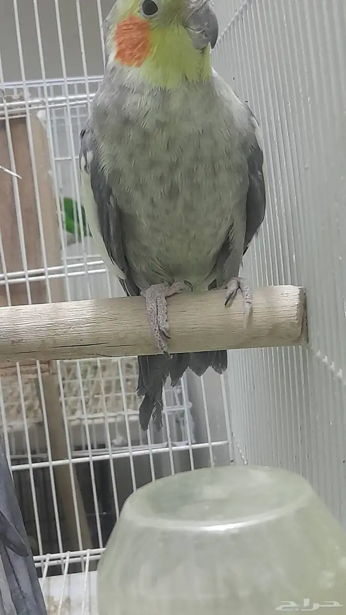 ذكر كروان منتج 9