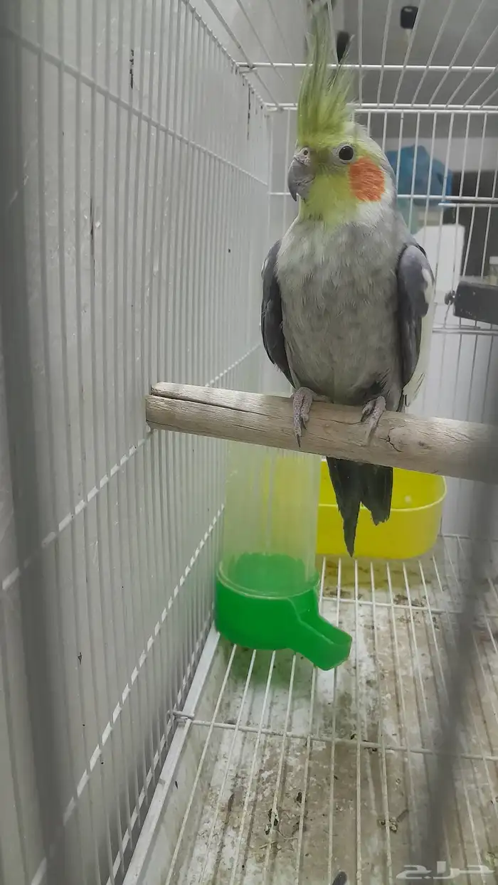 ذكر كروان منتج 4