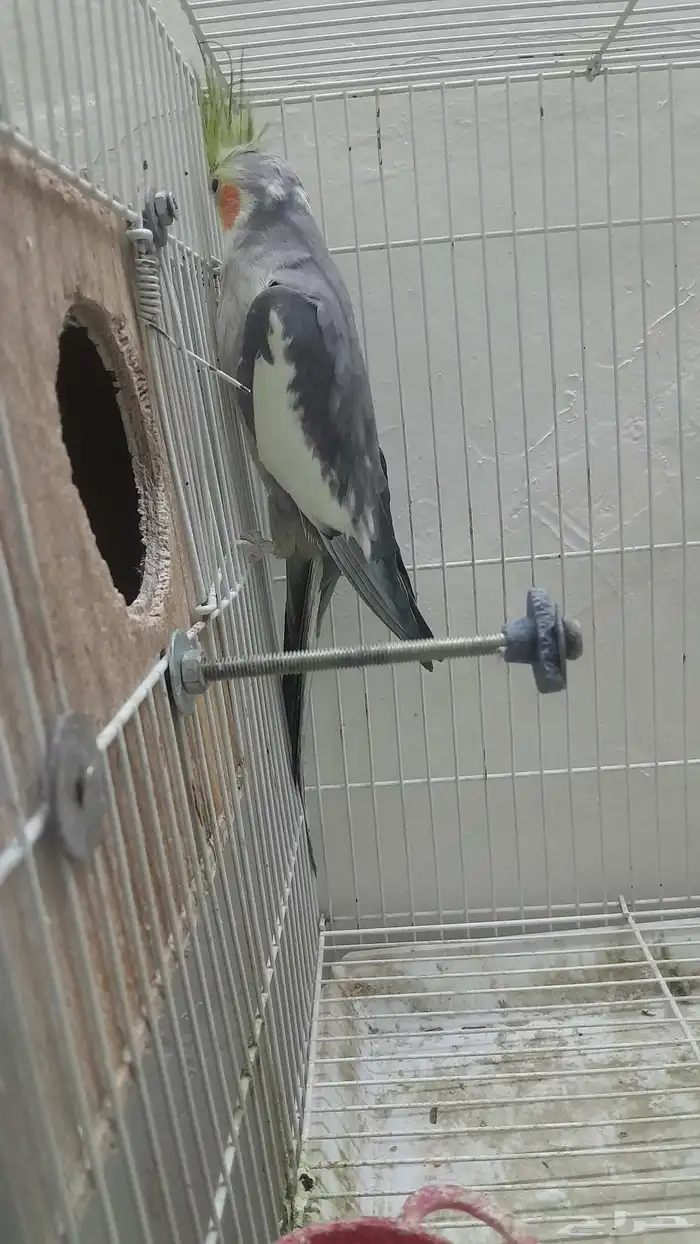 ذكر كروان منتج 7