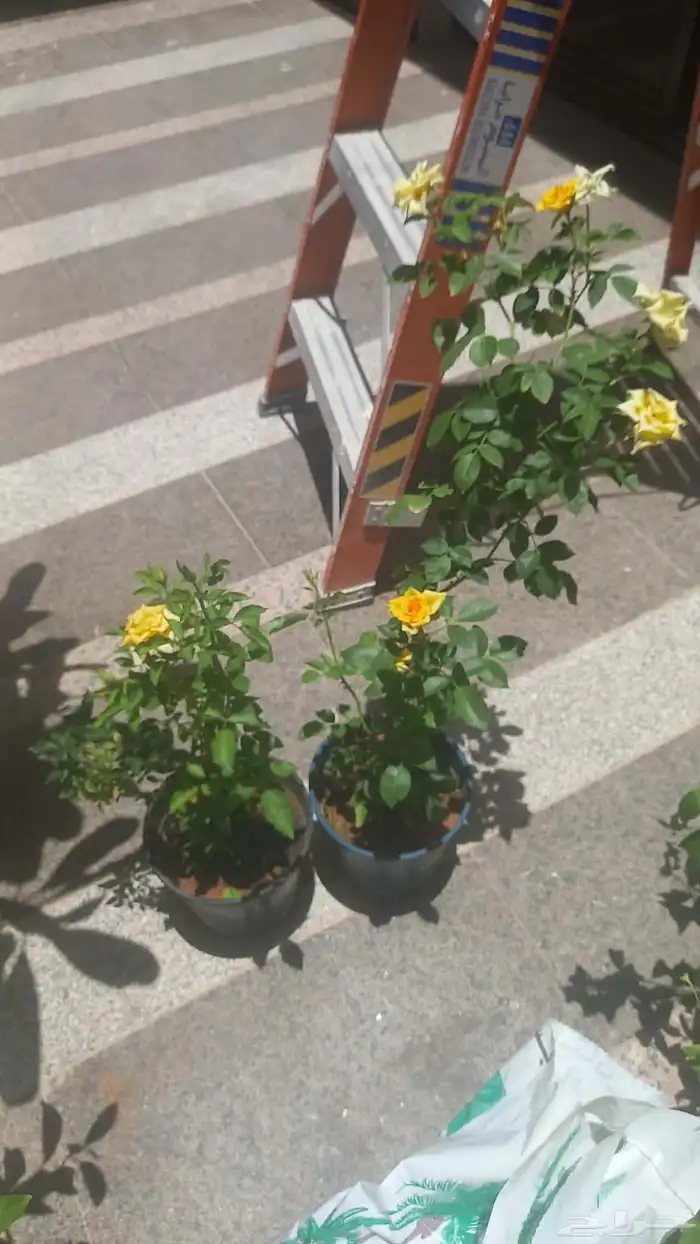 زرع طبيعى وصناعى 1