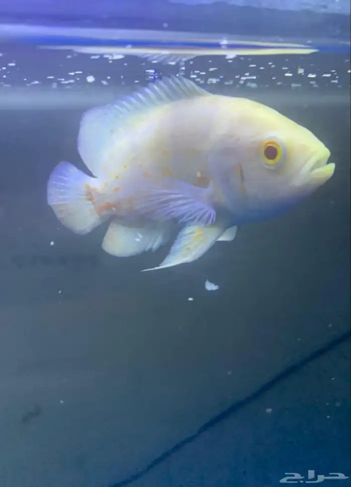 للبيع زوجين سمك أوسكار (Oscar Fish) ما شاء الله 7