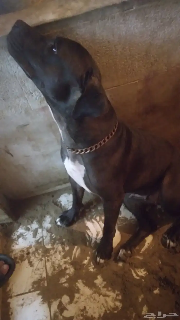 كلبه بيتبول أنثى جهزها لي اتلقيح بي أوراقها البيع مستعجل 1