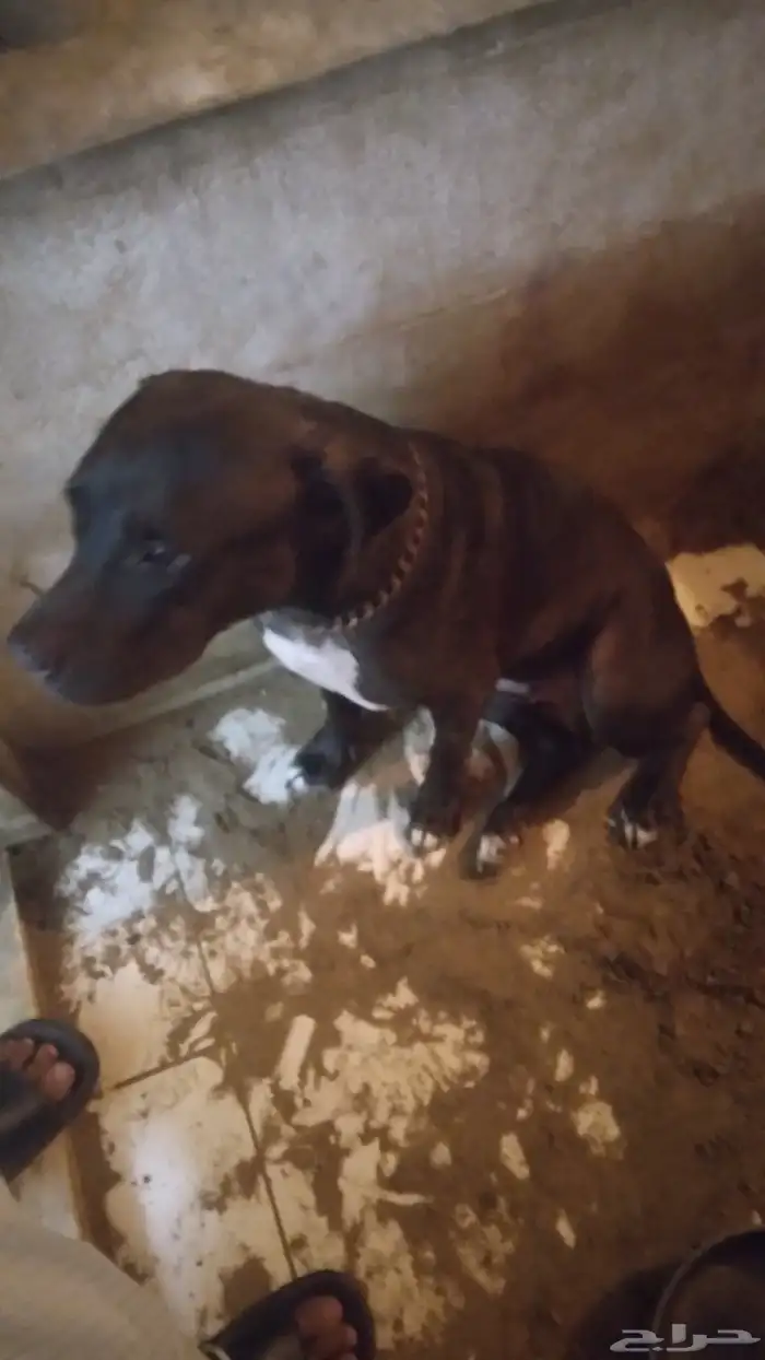 كلبه بيتبول أنثى جهزها لي اتلقيح بي أوراقها البيع مستعجل 0