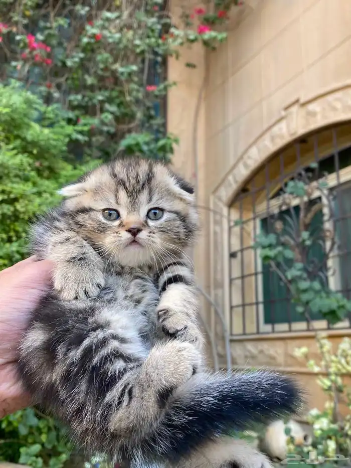 سكوتش فولد مطعمين مدربين للبيع فقط لايوجد تبني 1