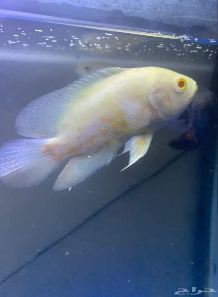 للبيع زوجين سمك أوسكار (Oscar Fish) ما شاء الله 0