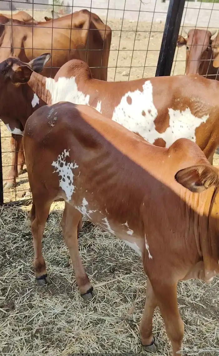 بقر متابيع جبليه شرط 7