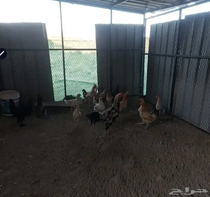 دجاج للبيع 1