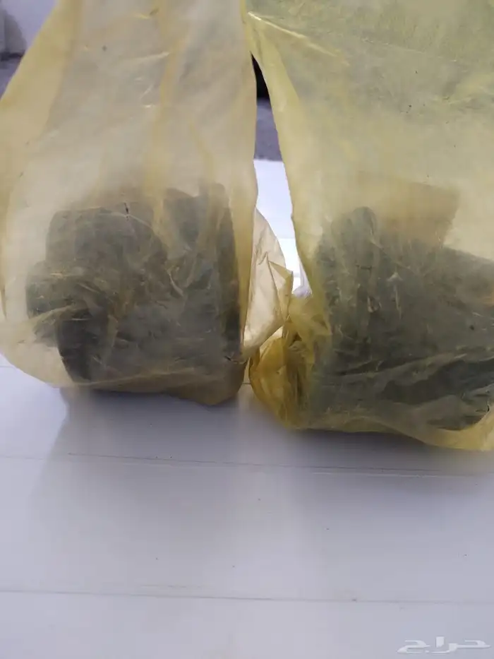 جلد كمر اكسنت وكالة 4