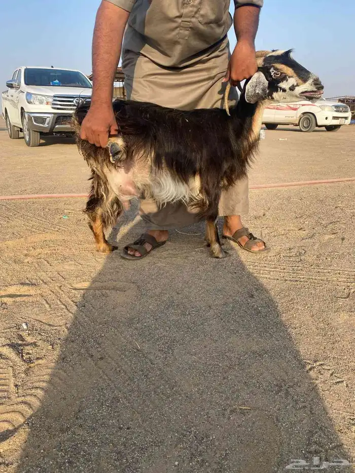 عنزين ولد وحليبب 2