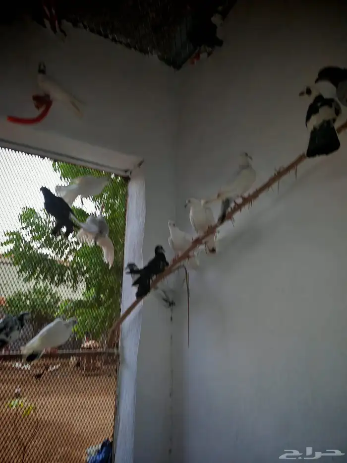 حمام بلدي وفيه هجين 5