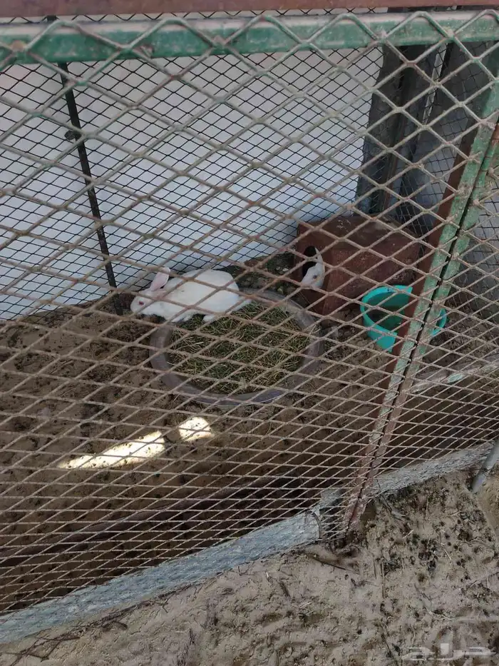 ذكور ارانب 0