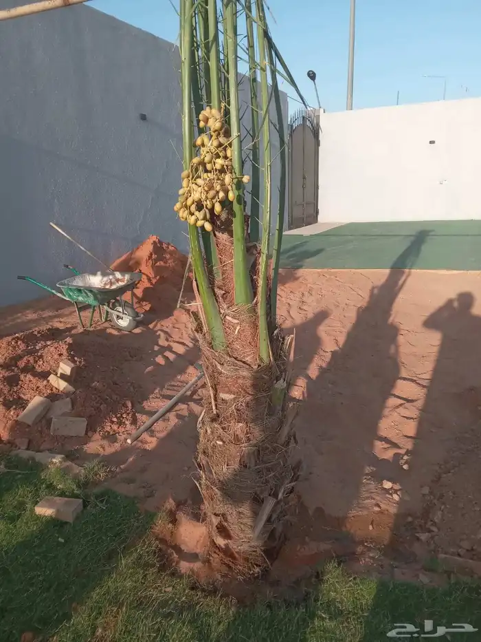 نخل نخيل خلاص برحي سكري شيشي مجدوله عجوه برني هلالي سلاطين 6