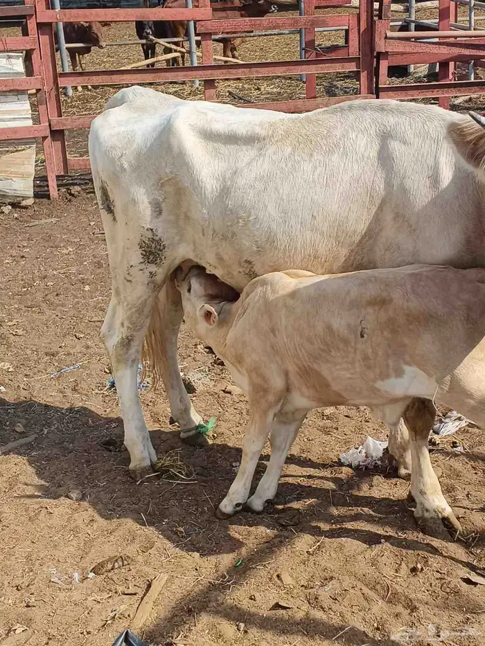 للبيع بقرة جرسي بكر اول انتاج لها عندها حسيل السن جدع 2