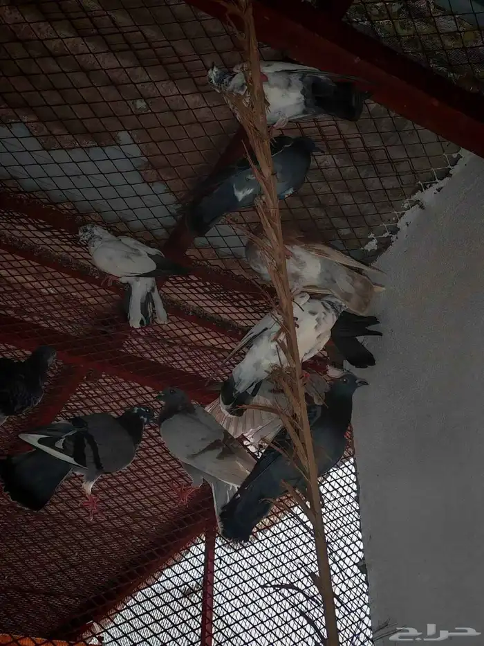 حمام بلدي وفيه هجين 6