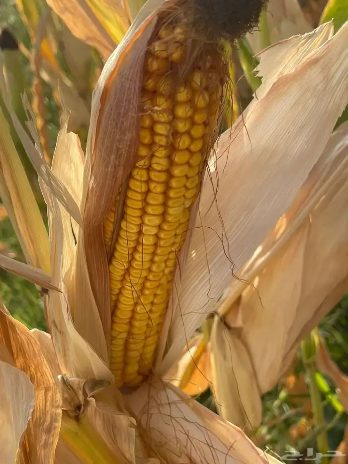 ذره شامي حب البيع بالطن 1