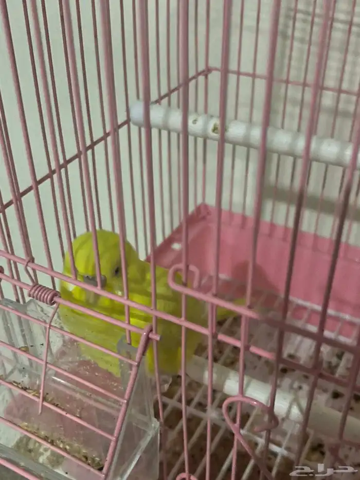 طير بادجي مع قفص أنثى 0