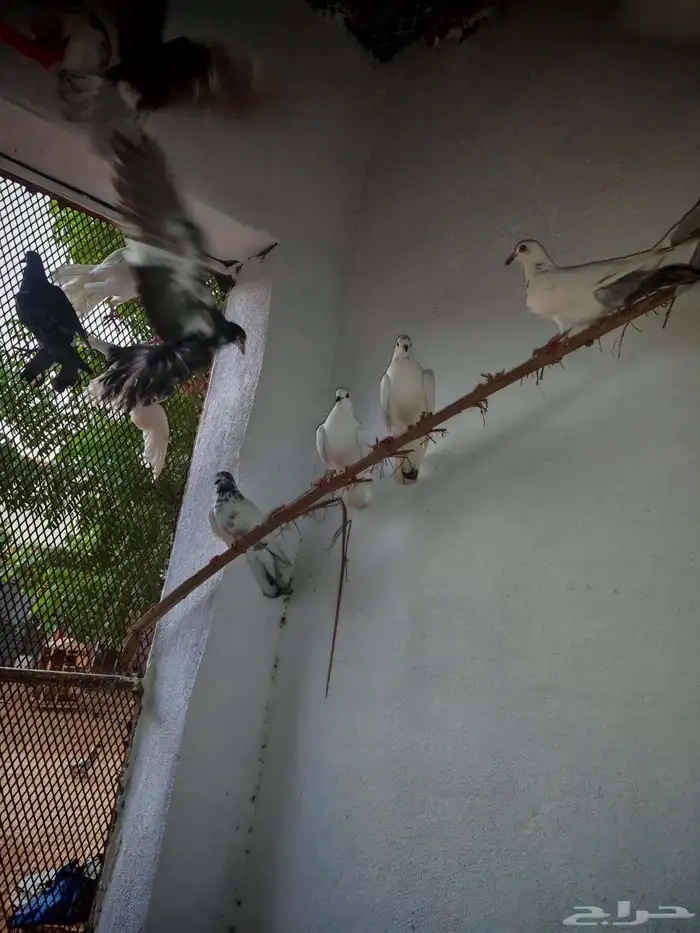 حمام بلدي وفيه هجين 1