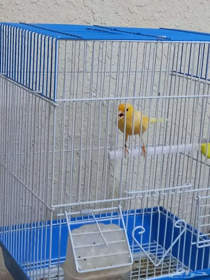 ذكر كناري سوري تغريد 0