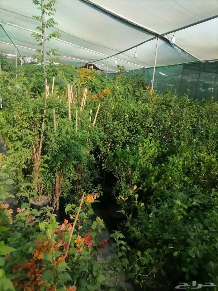 مشتل زراع طبيعي 6