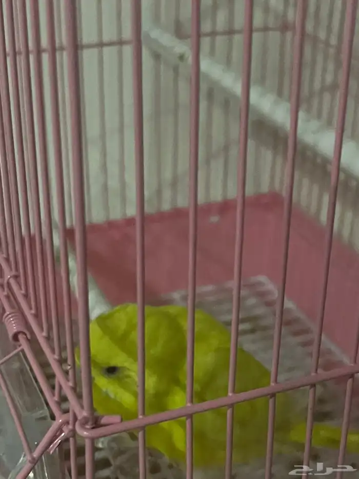 طير بادجي مع قفص أنثى 1