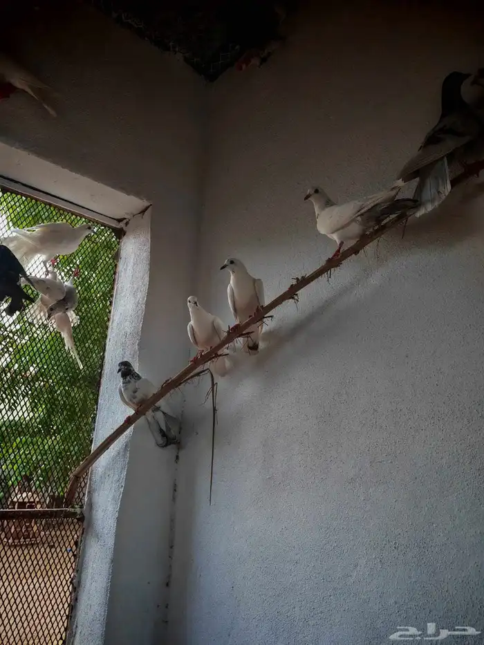 حمام بلدي وفيه هجين 0