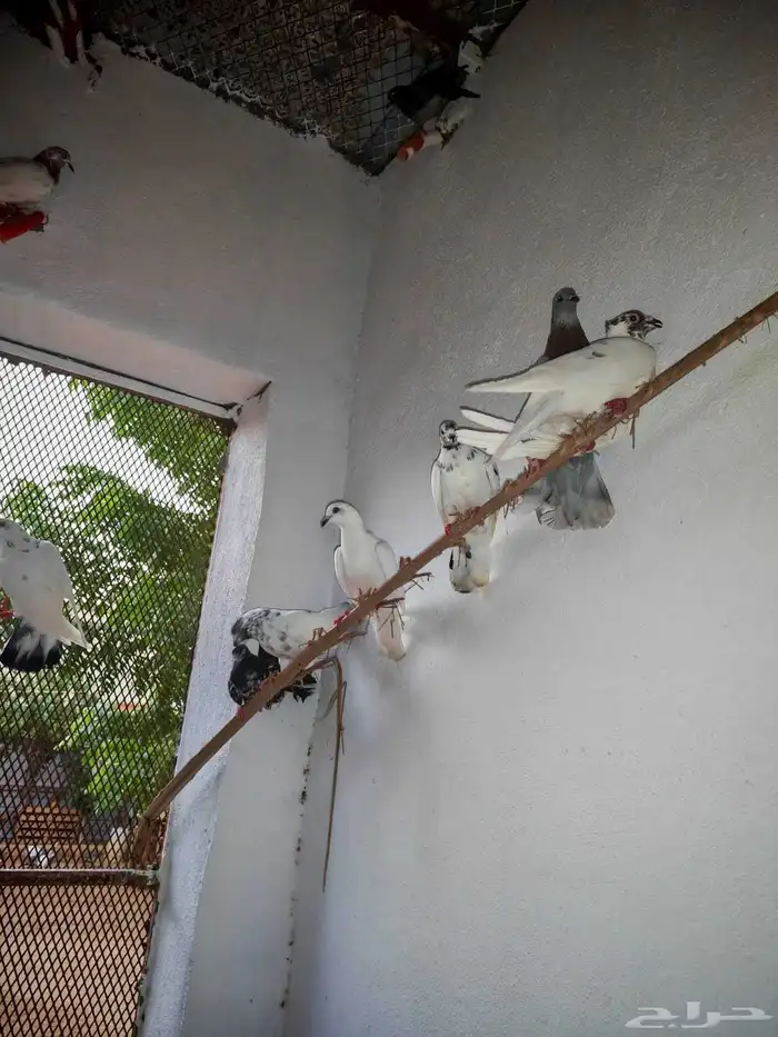 حمام بلدي وفيه هجين 8