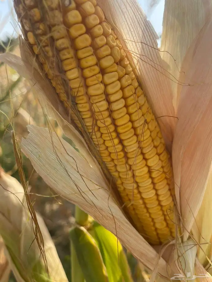 ذره شامي حب البيع بالطن 2