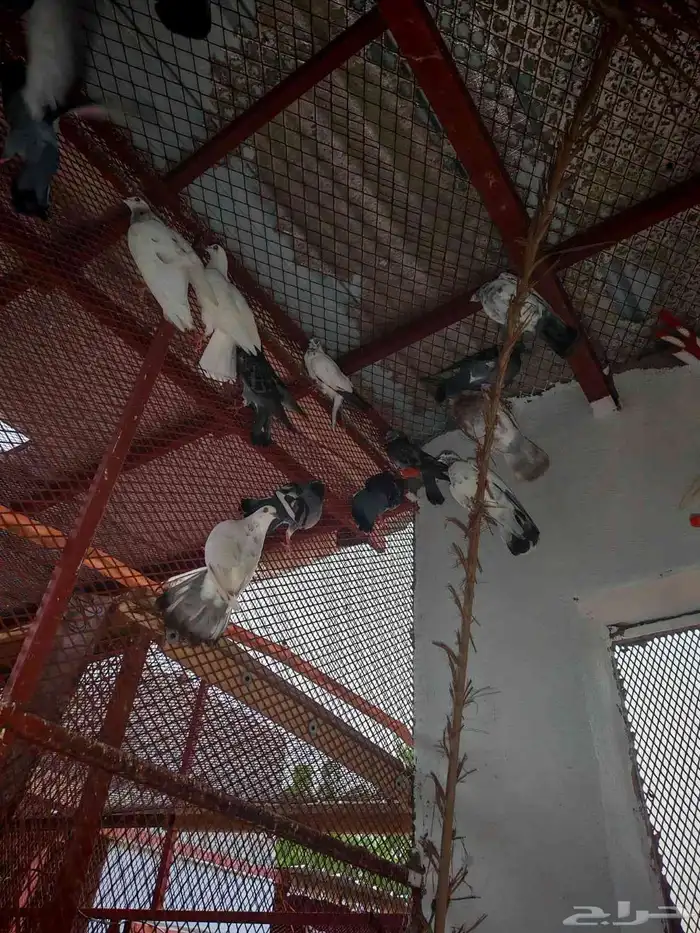 حمام بلدي وفيه هجين 9