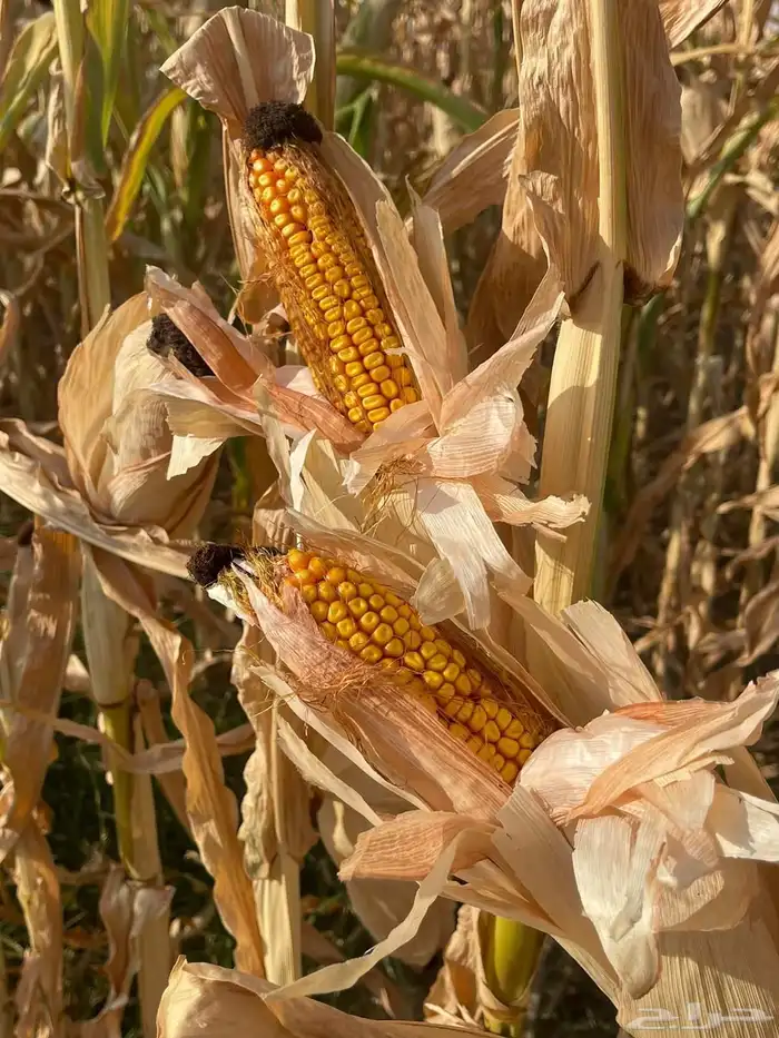 ذره شامي حب البيع بالطن 0