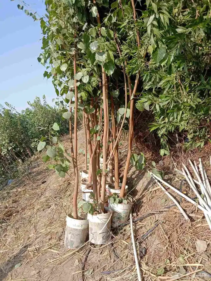 مشاتل الدمام طريق الجبيل بسعر الجمله 1