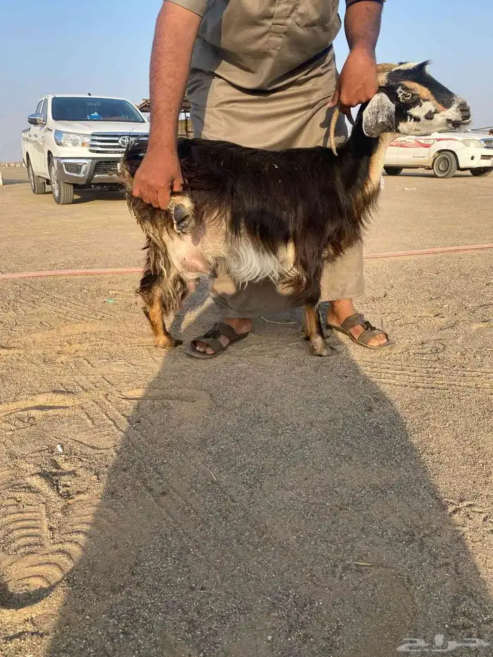 عنزين ولد وحليبب 3