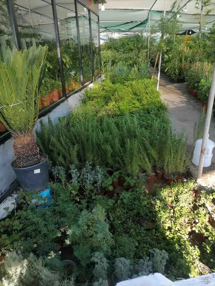 مشتل زراع طبيعي 7