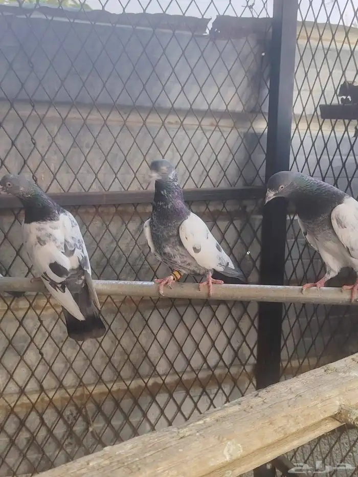 حمام باكستاني 4