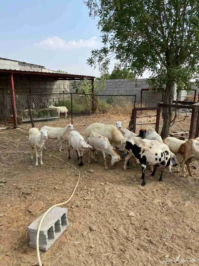 ضان العدد 13 معى الفحل 1