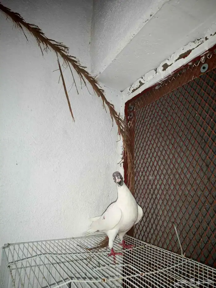 حمام بلدي وفيه هجين 4