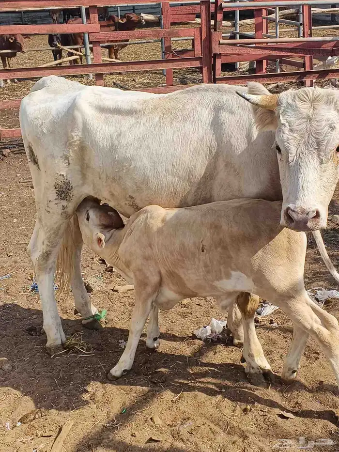 للبيع بقرة جرسي بكر اول انتاج لها عندها حسيل السن جدع 1