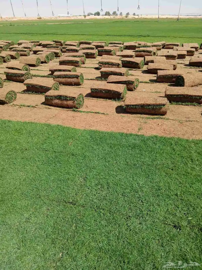 ثيل طبيعي سي 2000 درجه اولى صافي ونقي على الشرط شكل جمالي وخ 0