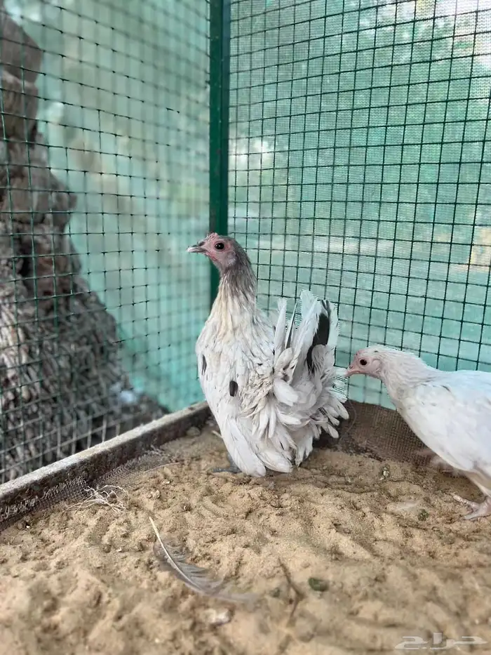 جبانيز ((سبلاش لافندر )) 2