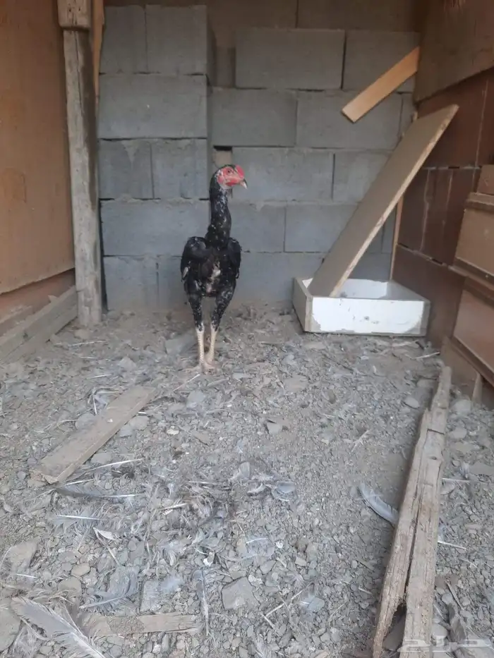 دجاج باكستاني 0