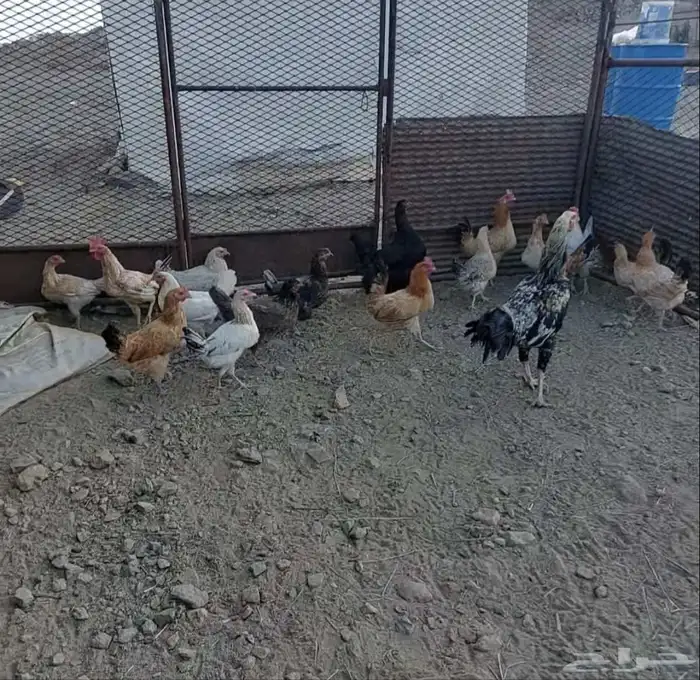 دجاج للبيع 0
