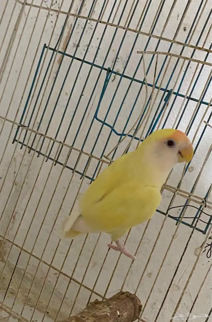 طير روز مفقود 0