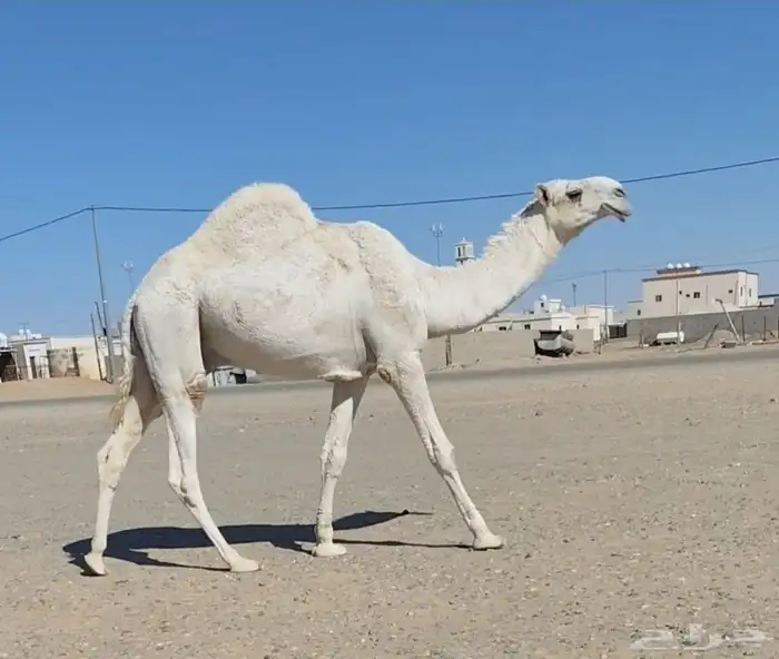 قعود فحل مزاين 0