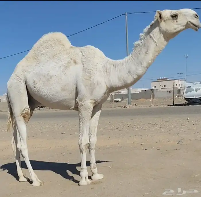 قعود فحل مزاين 1