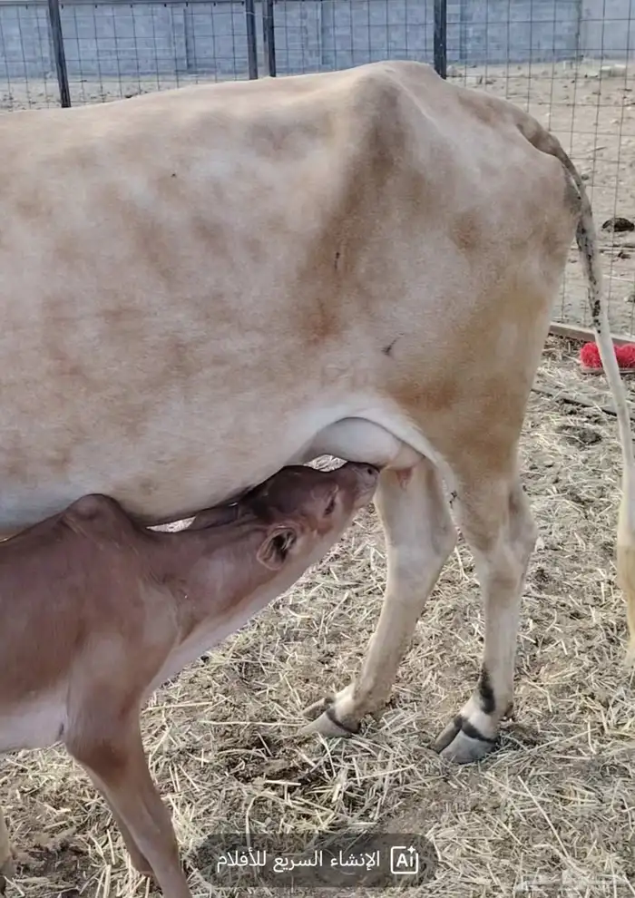 بقر متابيع جبليه شرط 4