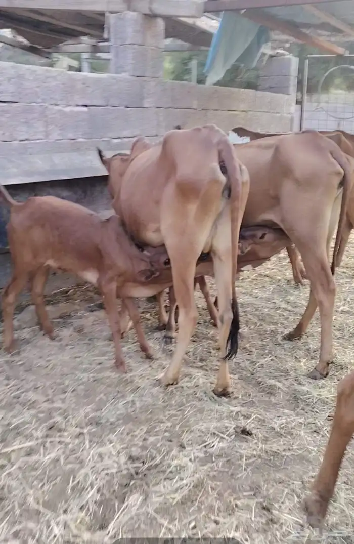 بقر متابيع جبليه شرط 2