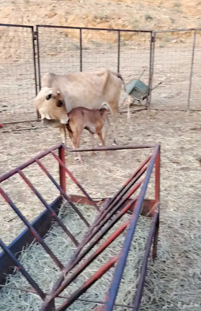 بقر متابيع جبليه شرط 1