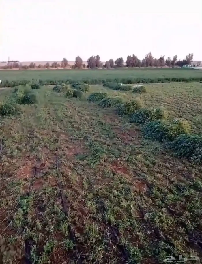 برسيم أخضر للبيع 0